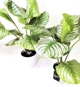 Calathea Orbifolia
